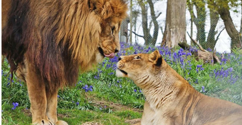 Two lions at Dartmoor Zoo